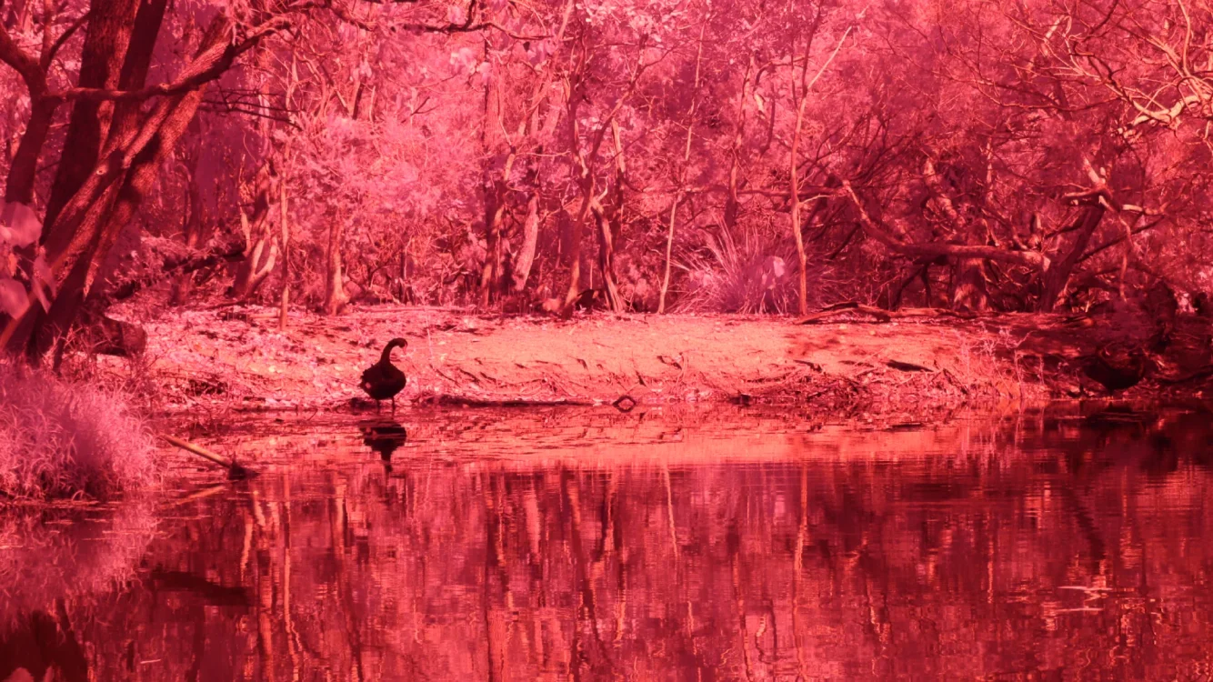 Pink Swans