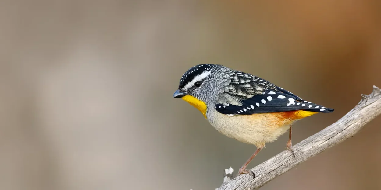 Queer Bird Walk: Royal Park Rendezvous