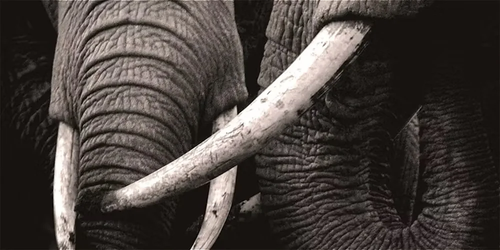Two Men Observing An Elephant